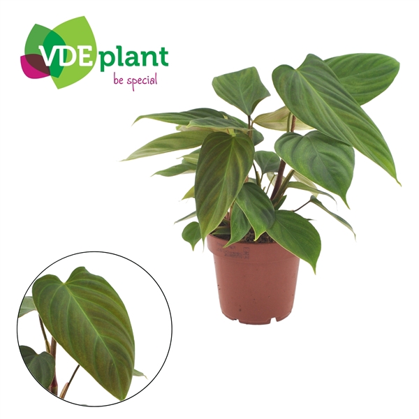 <h4>Philodendron Nangaritens 12cm</h4>