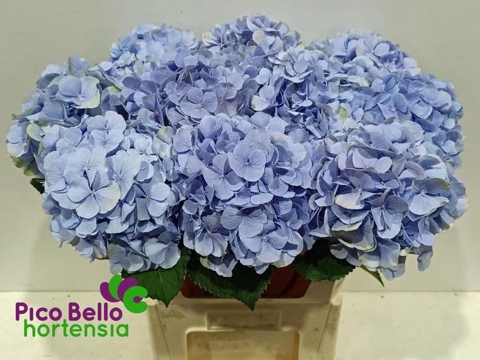 <h4>HYDR M CH VERENA BL</h4>