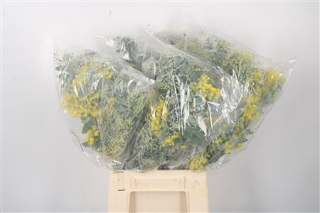 <h4>Acacia Dennisbode Bloei Per Bunch</h4>