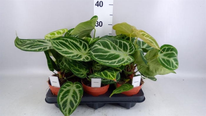 <h4>Anthurium   ...</h4>