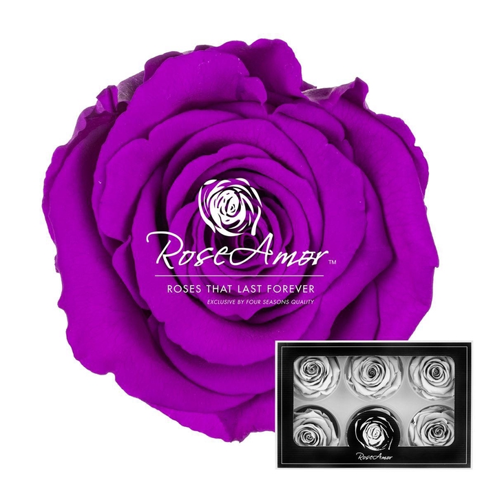 <h4>Lplus Pur02</h4>