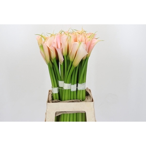 Zantedeschia Eydolls Salmon