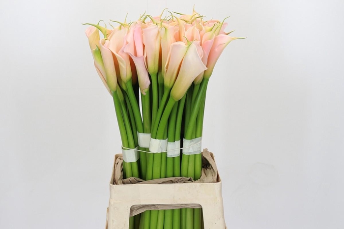 Zantedeschia Eydolls Salmon