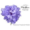 PAEONIA TROPICAL VIOLET
