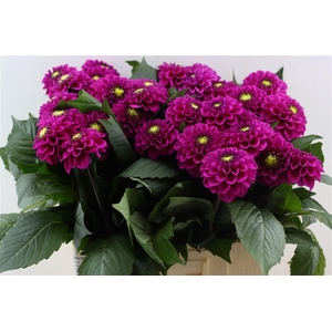 Dahlia Ball Purple Fox