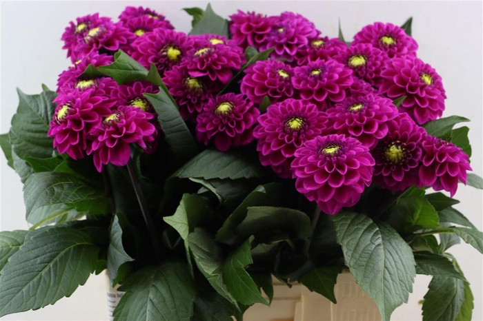 <h4>Dahlia Ball Purple Fox</h4>