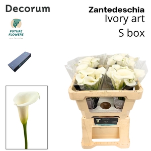 Zant Ivory Art Small Box 50 Cm 20 St.