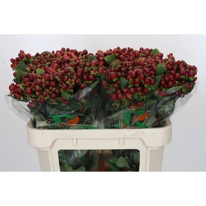 Hypericum Magical Seasons