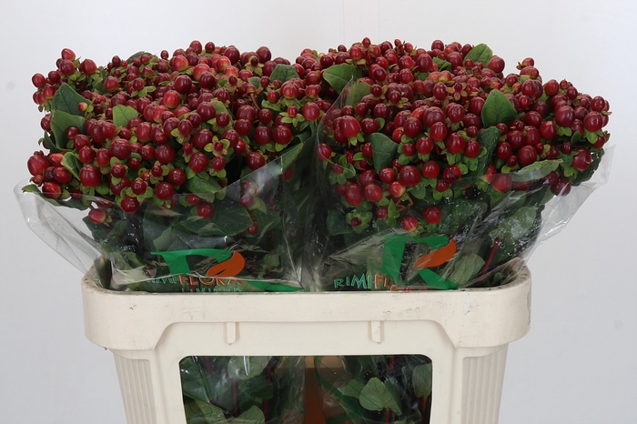 Hypericum Magical Seasons