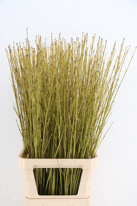 <h4>CORNUS S FLAVIRAMEA YELLOW</h4>