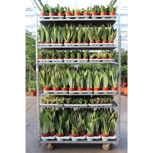 Sansevieria Mixkar 