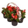 <h4>6 pack rood</h4>