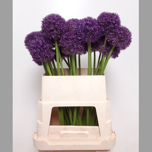 ALLIUM GROOTBLOEMIG