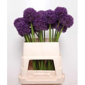 ALLIUM GROOTBLOEMIG