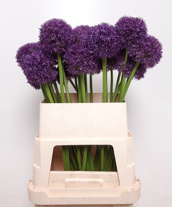 <h4>ALLIUM GROOTBLOEMIG</h4>