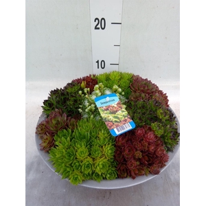 Sempervivum   ...