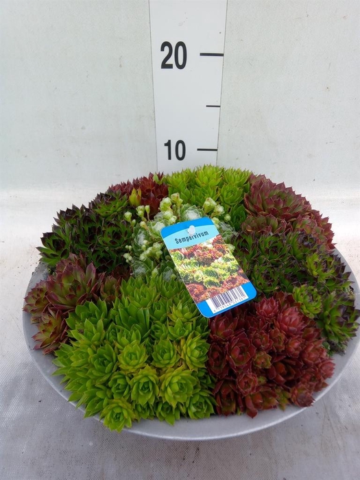 <h4>Sempervivum   ...</h4>