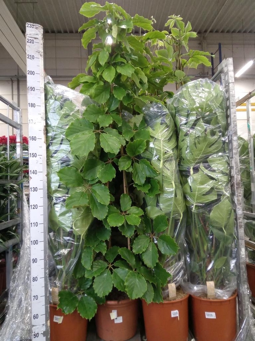 <h4>Monstera delic.</h4>