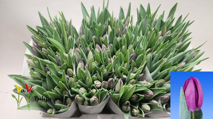 <h4>TU EN BULLIT</h4>