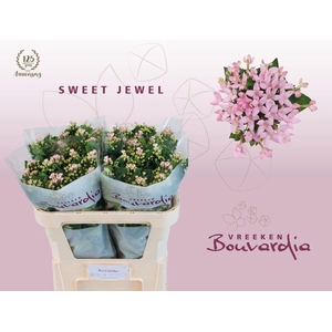Bouvardia si sweet jewel