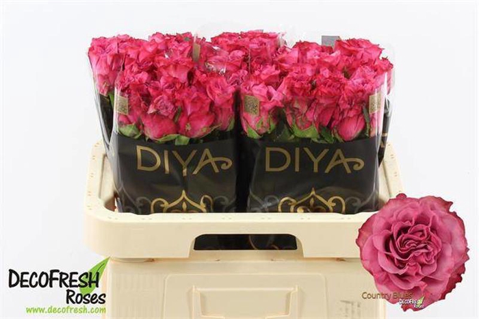 <h4>R Gr Country Blues Extra Diya</h4>