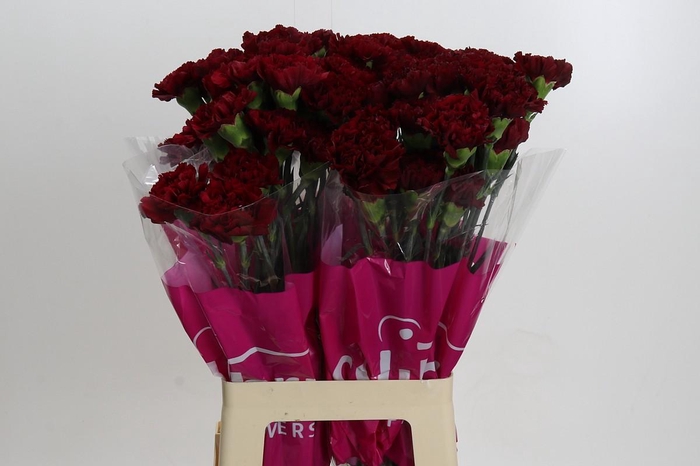 <h4>Dianthus St Zurigo</h4>