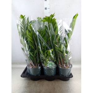Zamioculcas zamiifolia