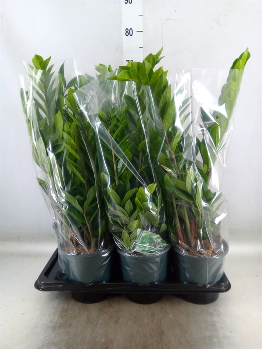<h4>Zamioculcas zamiifolia</h4>