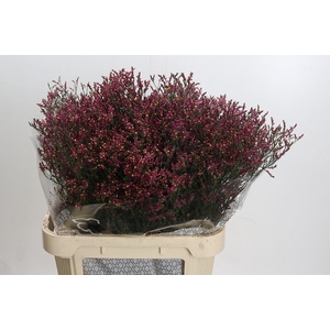 Limonium sinensis Scarlet Diamond