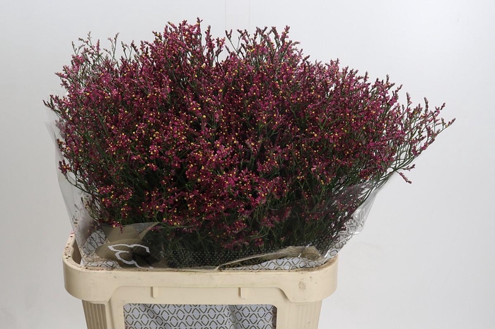 <h4>Limonium Scarlet Diamond</h4>
