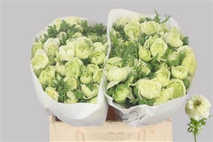 <h4>ANEM CO LEV BIANCO</h4>