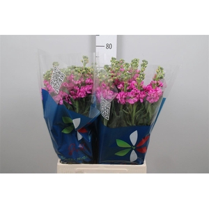 Matth Iron Deep Pink