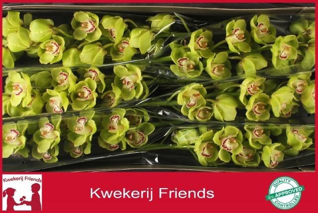 <h4>CYMB T ANDY ANDERS</h4>