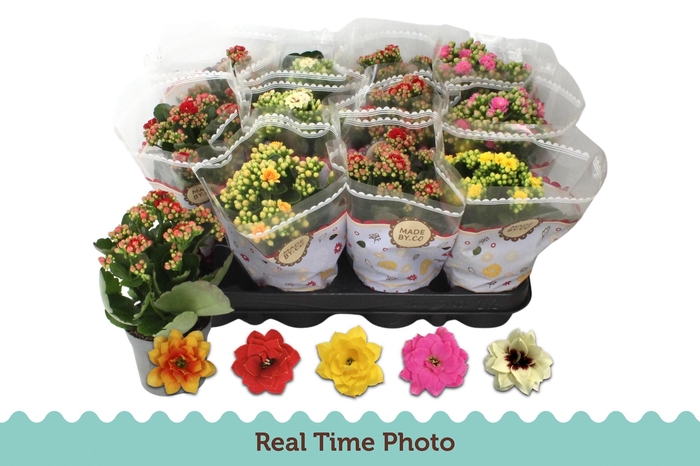 <h4>KAL GE GEM 5 KL</h4>