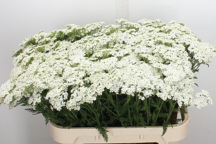 <h4>Achil M White Beauty</h4>