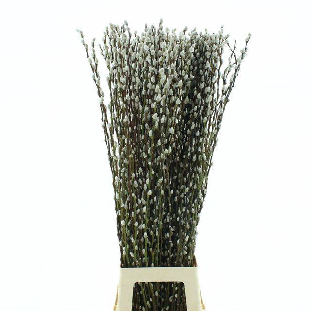 <h4>SALIX CA SNOW FLAKE</h4>