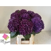 Hydrangea royal king