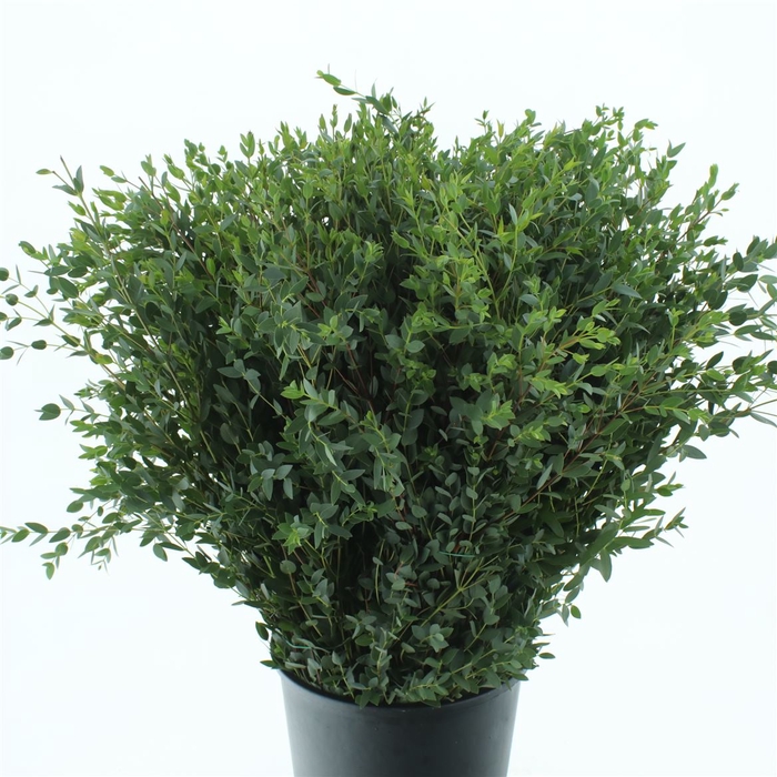 Euca Parvifolia 200gr P Bs