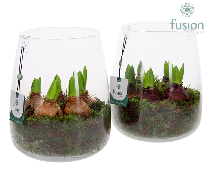 <h4>Glas Alzada groot met Hyacinthus</h4>