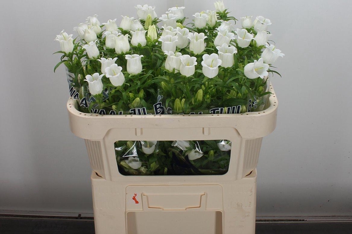 <h4>Camp M Champion White</h4>