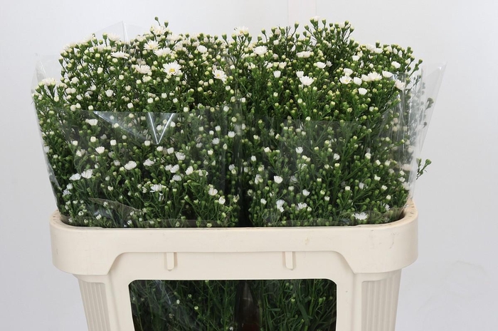 <h4>Aster Paquita</h4>