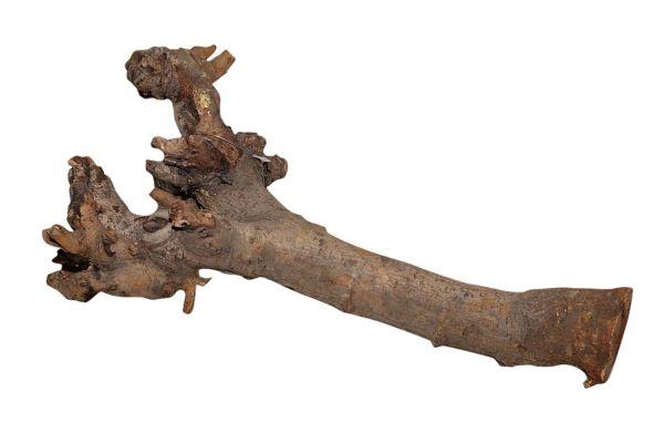 Branch Kuwa Root L40