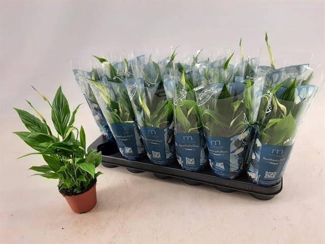 <h4>SPATH CHOPIN</h4>