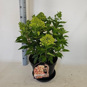 Hydrangea paniculata
