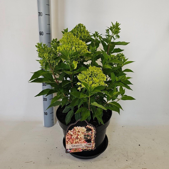<h4>Hydrangea paniculata</h4>