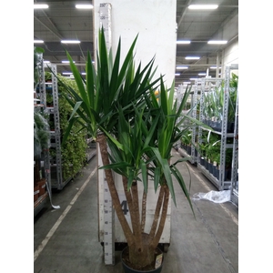 Yucca