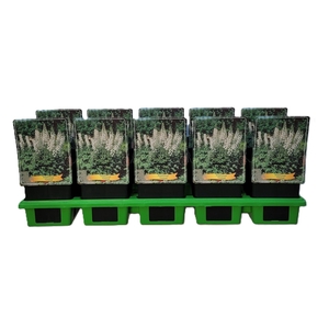 Delphinium Pacific Giant Galah