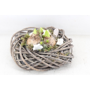 arr4 Hyacint PL - 4Kant tulband los