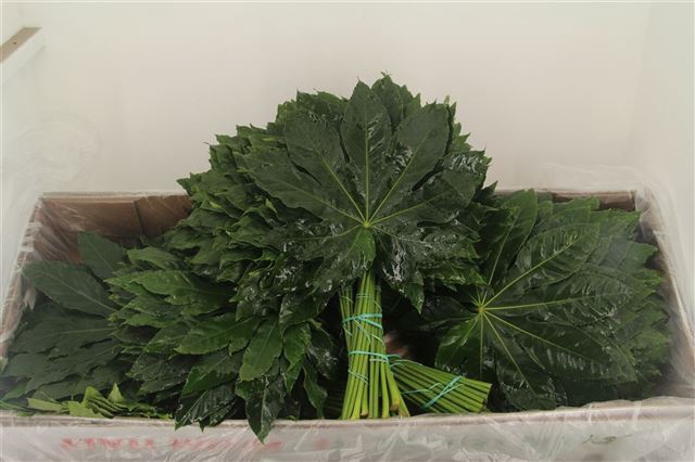 <h4>FATSIA JAPONICA BLAD</h4>