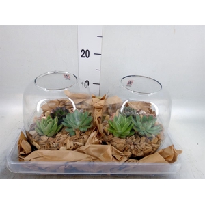 Arr.  Succulents L%